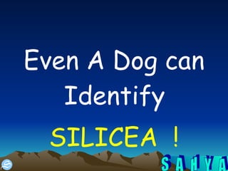 Even A Dog can Identify  SILICEA  ! 