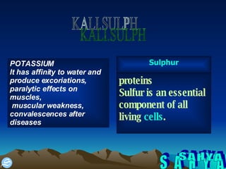 S A H Y A KALI.SULPH POTASSIUM It has affinity to water and produce excoriations, paralytic effects on   muscles, muscular weakness,  convalescences after diseases proteins Sulfur is an essential component of all living  cells . Sulphur 