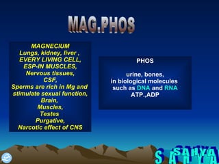 S A H Y A MAG.PHOS MAGNECIUM Lungs, kidney, liver  ,  EVERY LIVING CELL, ESP-IN MUSCLES, Nervous tissues, CSF, Sperms are rich in Mg and  stimulate sexual function, Brain,  Muscles, Testes  Purgative, Narcotic effect of CNS PHOS urine, bones, in biological molecules  such as  DNA  and  RNA ATP.,ADP 