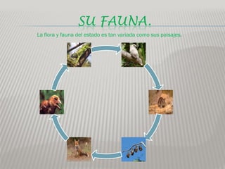 SU FAUNA.
La flora y fauna del estado es tan variada como sus paisajes.
 