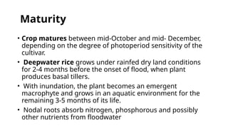Different systems of rice cultivation in india | PPTX
