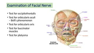 sai Cranial Nerves 7-12 examination of nerves | PPTX