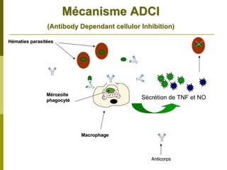 Mécanisme ADCI
                (Antibody Dependant cellulor Inhibition)

Hématies parasitées




                Mérozoïte
                phagocyté
                                             Sécrétion de TNF et NO




                            Macrophage




                                                Anticorps
 