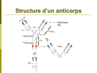 Structure d’un anticorps
               Partie fixant
               l’Ag
 