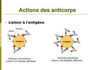 Actions des anticorps

  Liaison à l’antigène




   Anticorps monoclonaux                 Anticorps polyclonaux
Liaison à un épitope spécifique   Liaison à des épitopes différents
 