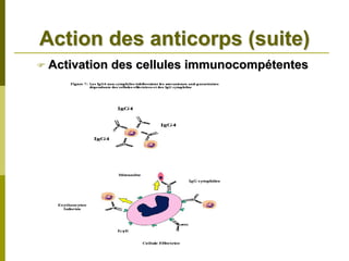 Action des anticorps (suite)
Activation des cellules immunocompétentes
 