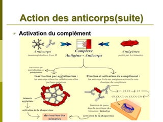 Action des anticorps(suite)
Activation du complément
 