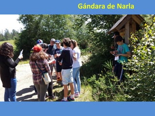 Gándara de Narla
 