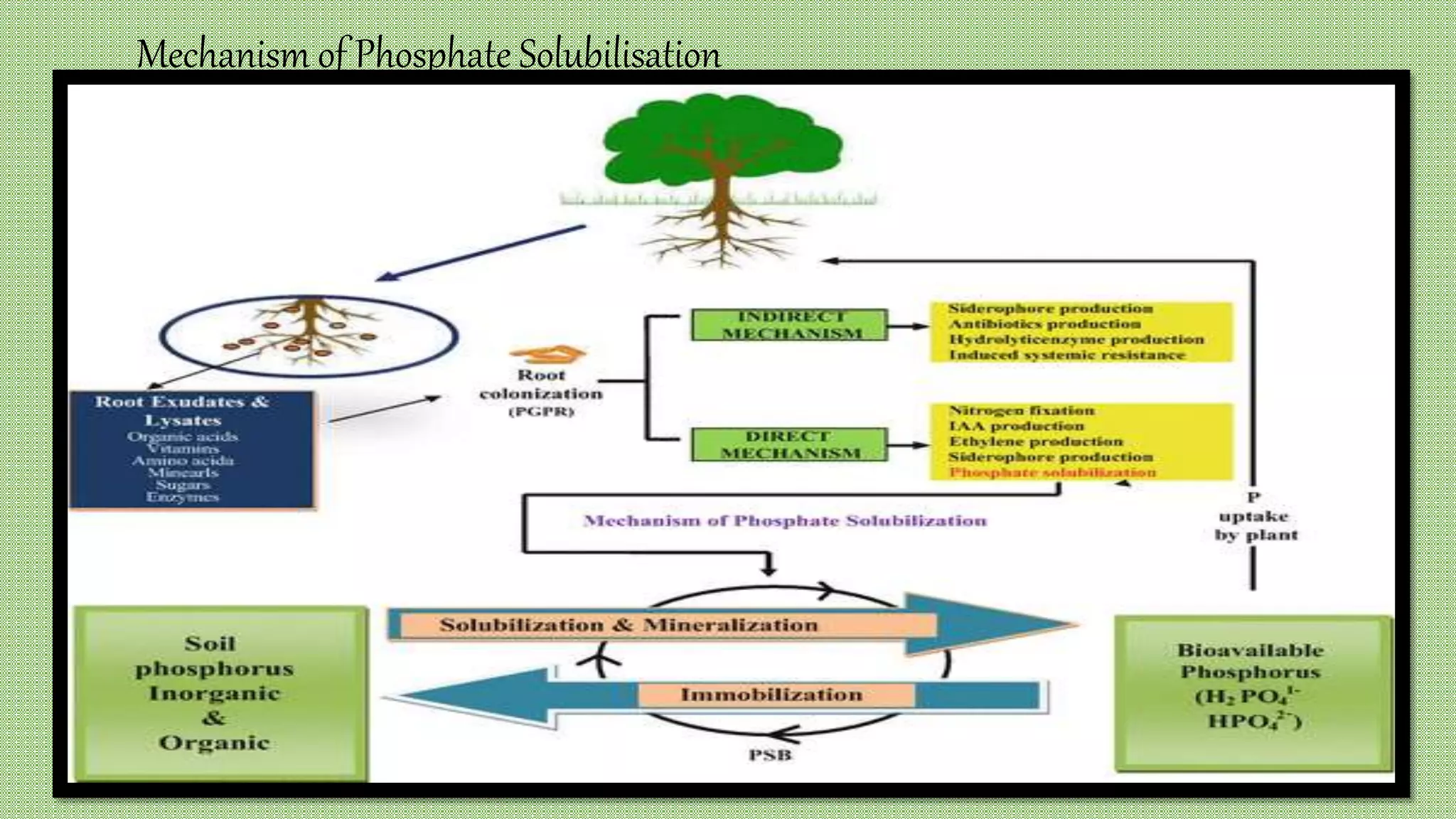 Saif ppt phosphate solubilisation | PPTX