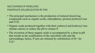 MECHANISMS OF INORGANIC
PHOSPHATE SOLUBILIZATION BY PSM
• The principal mechanism is the production of mineral dissolving
compounds such as organic acids, siderophores, protons,hydroxyl ions
and CO2.
• Organic acids produced together with their carboxyl and hydroxyl ions
chelate cations or reduce the pH to release P.
• The excretion of these organic acids is accompanied by a drop in pH
that results in the acidification of the microbial cells and the
surroundings, hence, P ions are released by substitution of H+ for
Ca2+
 