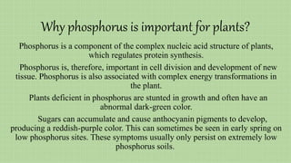 Why phosphorus is important for plants?
Phosphorus is a component of the complex nucleic acid structure of plants,
which regulates protein synthesis.
Phosphorus is, therefore, important in cell division and development of new
tissue. Phosphorus is also associated with complex energy transformations in
the plant.
Plants deficient in phosphorus are stunted in growth and often have an
abnormal dark-green color.
Sugars can accumulate and cause anthocyanin pigments to develop,
producing a reddish-purple color. This can sometimes be seen in early spring on
low phosphorus sites. These symptoms usually only persist on extremely low
phosphorus soils.
 