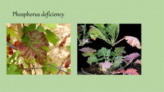 Phosphorus deficiency
 