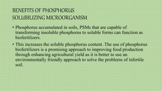 BENEFITS OF PHOSPHORUS
SOLUBILIZING MICROORGANISM
• Phosphorus accumulated in soils, PSMs that are capable of
transforming insoluble phosphorus to soluble forms can function as
biofertilizers.
• This increases the soluble phosphorus content .The use of phosphorus
biofertilizers is a promising approach to improving food production
through enhancing agricultural yield as it is better to use an
environmentally friendly approach to solve the problems of infertile
soil.
 
