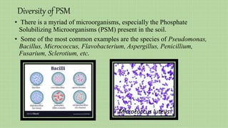 Diversity of PSM
• There is a myriad of microorganisms, especially the Phosphate
Solubilizing Microorganisms (PSM) present in the soil.
• Some of the most common examples are the species of Pseudomonas,
Bacillus, Micrococcus, Flavobacterium, Aspergillus, Penicillium,
Fusarium, Sclerotium, etc.
Micrococcus luteus
 