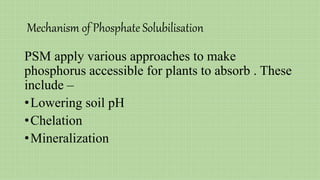 Mechanism of Phosphate Solubilisation
PSM apply various approaches to make
phosphorus accessible for plants to absorb . These
include –
•Lowering soil pH
•Chelation
•Mineralization
 