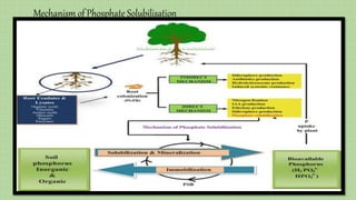 Mechanism of Phosphate Solubilisation
 