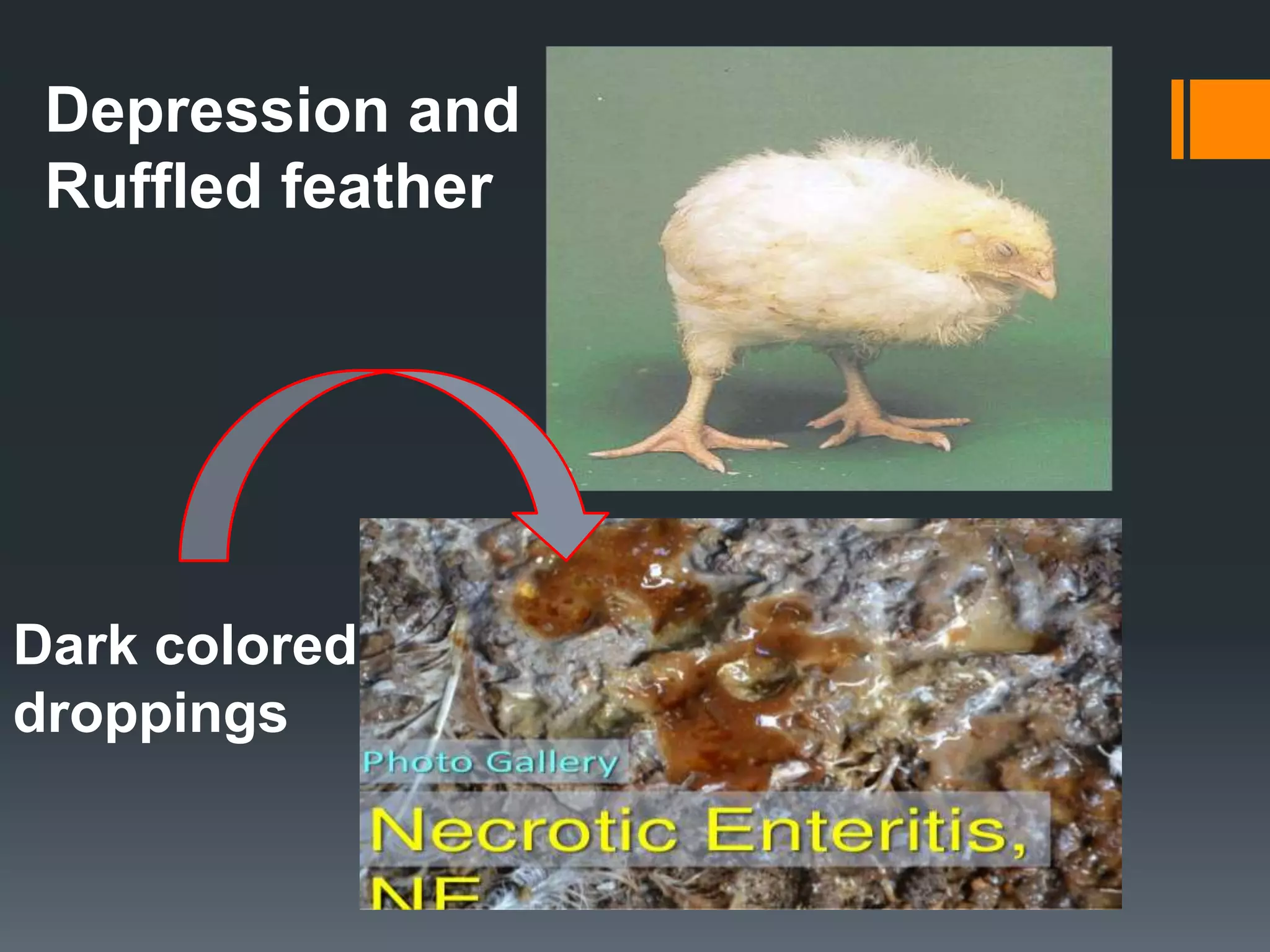 Necrotic Enteritis and Duck viral Enteritis | PPTX
