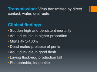 Necrotic Enteritis and Duck viral Enteritis PPTX