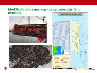 Modified dredge gear- gentle on substrate (and
mussels)
 