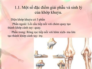 1.1. Một số đặc điểm giải phẫu và sinh lý 
của khớp khuỷu.
·   Diện khớp khuỷu có 3 phần
      Phần ngoài: Lồi cầu tiếp nối với chỏm quay tạo 
thành khớp cánh tay- quay.
     Phần trong: Ròng rọc tiếp nối với hõm xích- ma lớn 
tạo thành khớp cánh tay- trụ
 