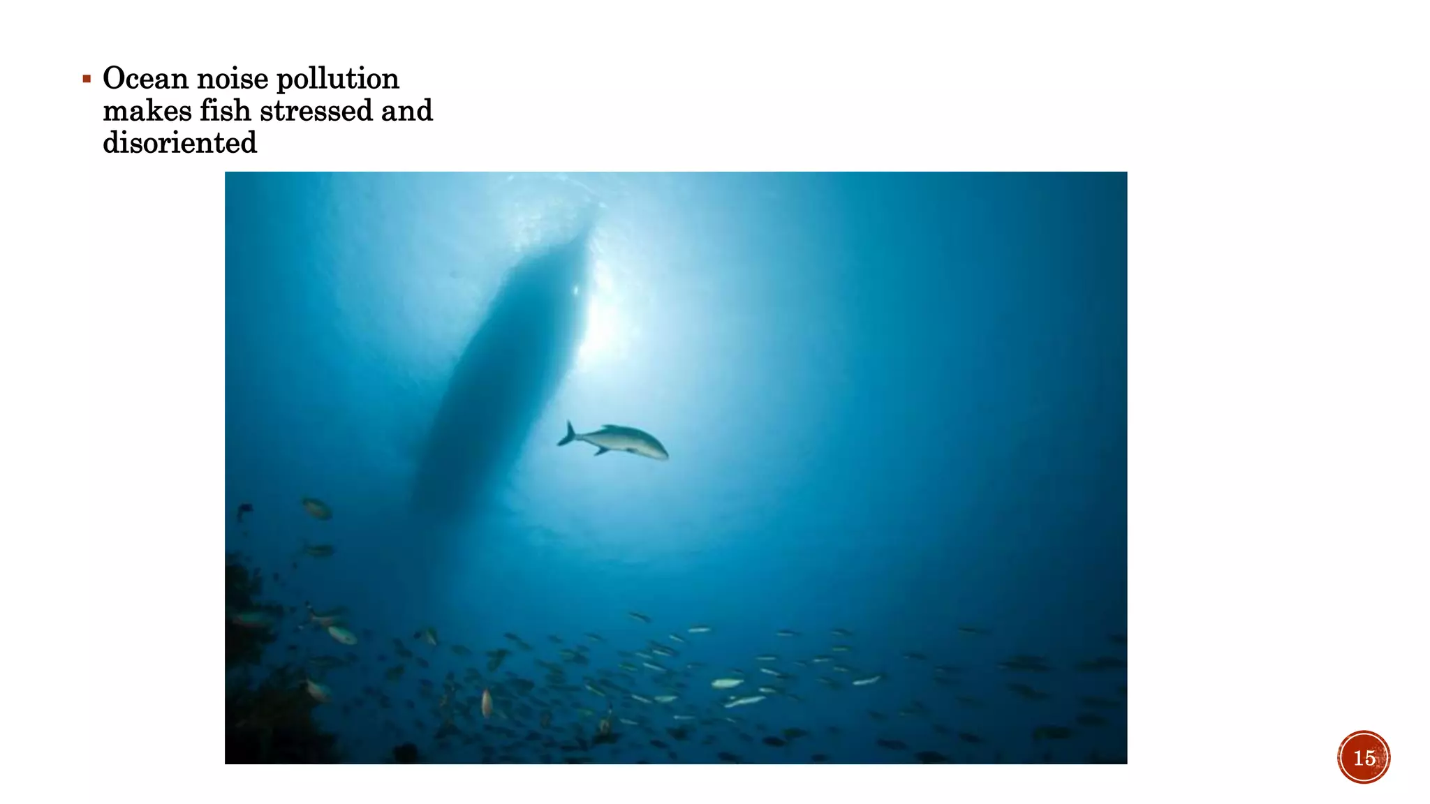  Ocean noise pollution
makes fish stressed and
disoriented
15
 