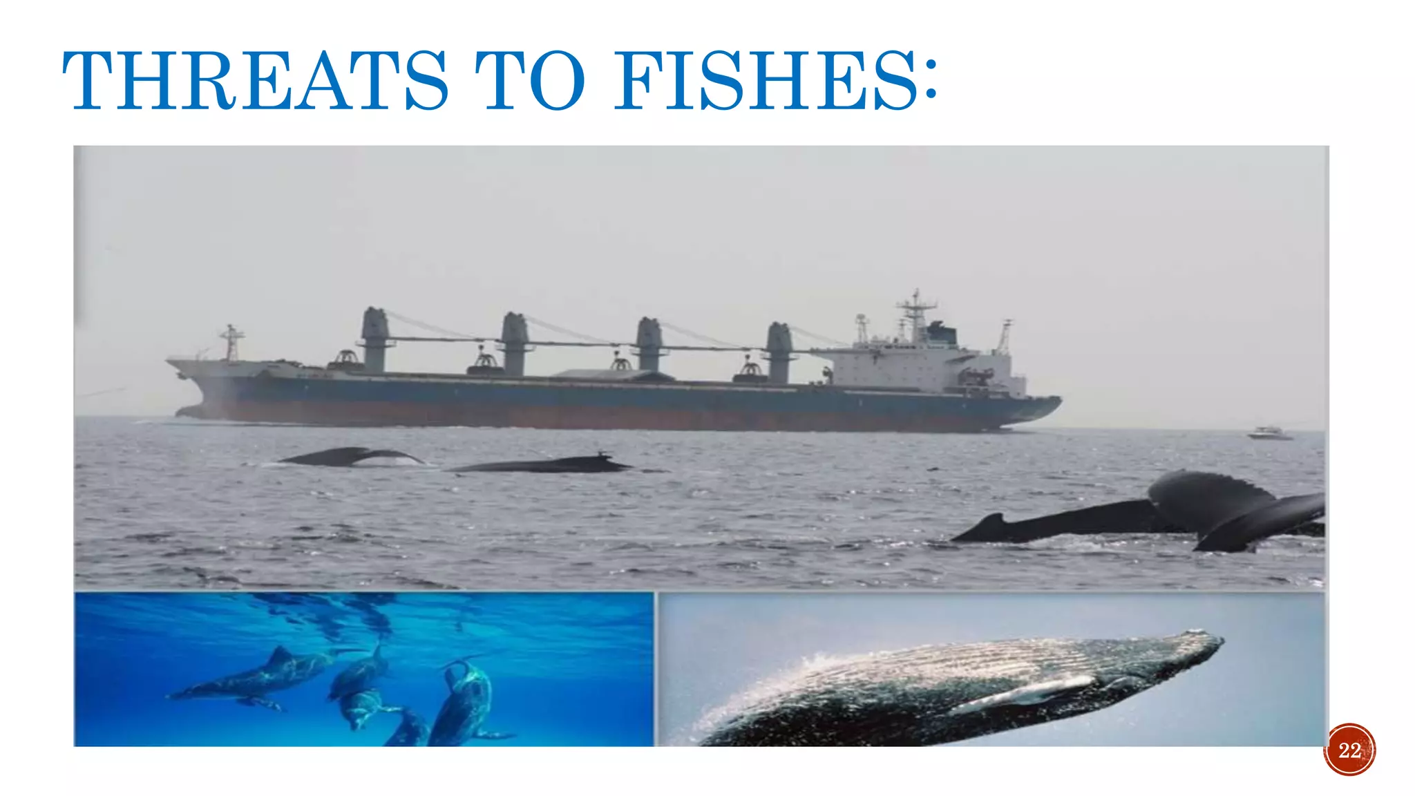 THREATS TO FISHES:
If noise affects the reproduction or viability of a prey species,
every species above it on the food chain could be affected.
Noise can be considered not only a discrete threat to whales,
but a source of overall habitat degradation.
Shrimp exposed to noise exhibited reduced reproduction and
growth rates and increased aggression and mortality.
Noise causes fish to move from an area for an extended period
of time and return later when the noise ceases.
22
 