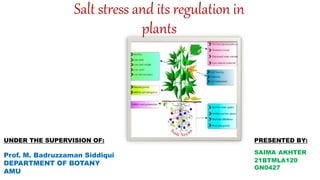 PRESENTED BY:
SAIMA AKHTER
21BTMLA120
GN0427
UNDER THE SUPERVISION OF:
Prof. M. Badruzzaman Siddiqui
DEPARTMENT OF BOTANY
AMU
Salt stress and its regulation in
plants
 
