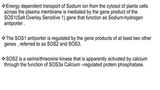 Sos1 Function Salt stress and its regulation in plants ppt.pptx