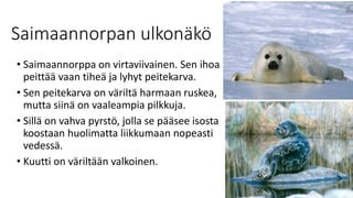 Saimaannorpan ulkonäkö
• Saimaannorppa on virtaviivainen. Sen ihoa
peittää vaan tiheä ja lyhyt peitekarva.
• Sen peitekarva on väriltä harmaan ruskea,
mutta siinä on vaaleampia pilkkuja.
• Sillä on vahva pyrstö, jolla se pääsee isosta
koostaan huolimatta liikkumaan nopeasti
vedessä.
• Kuutti on väriltään valkoinen.
 