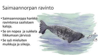 Saimaannorpan ravinto
•Saimaannorppa hankkii
ravintonsa saalistaen
kaloja.
•Se on nopea ja sukkela
liikkumaan järvissä
•Se syö mieluiten
muikkuja ja siikoja.
 