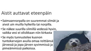 Aistit auttavat eteenpäin
•Saimaannorpalla on suuremmat silmät ja
aivot uin muilla hylkeilla tai norpilla.
•Se näkee suurilla silmillä vedessä hyvin,
vaikka vesi ei olisikkaan niin kirkasta
•Se myös tunnustelee kuonon
tuntokarvojen avulla omaa reittiänsä
järvessä ja jopa järven syvimmissä ja
pimeämmissä paikoissa.
 