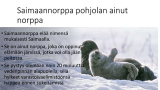Saimaannorppa pohjolan ainut
norppa
• Saimaannorppa elää nimensä
mukaisesti Saimaalla.
• Se on ainut norppa, joka on oppinut
elämään järvissä, jotka voi olla jään
peitossa.
• Se pystyy olemaan noin 20 minuuttia
vedenpinnan alapuolella, sillä
hylkeet varastoivaelimistöönsä
happea ennen sukeltamistä
 