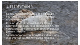Lisääntyminen
Saimaannorppa synnyttää poikasensa eli
kuuttinsa pesään, jonka norppaemot ovat
rakentaneet talvella.
Pesä on yleensä rantakallion vieressä
lumivallin suojassa. Pesä on myös sillein, että
norppa pääsee sukeltamaan suoraan pesästä
järveen jään alle.
Saimaannorppa emo synnyttää yhden kuutin
ja se imettää kuuttia rasvaisella maidolla.
 