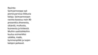 Ravinto:
Saimaannorppa syö
pieniä parvissa liikkuvia
kaloja. Saimaannorpan
ravinto koostuu noin 90
prosenttia ahvenesta,
särjestä, muikusta,
kuoreesta ja kiiskestä.
Muihin saalislahkoihin
kuuluu esimerkiksi
salakka, made,
kymmenpiikki ja isojen
kalojen poikaset.
 