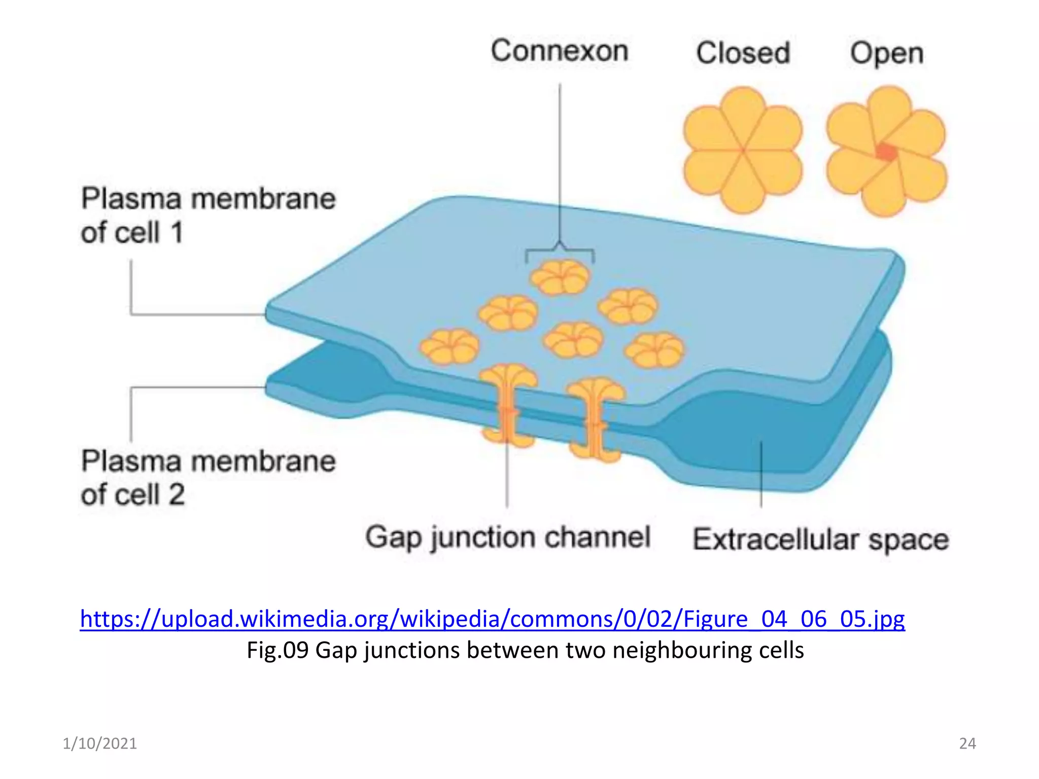 cell signaling
