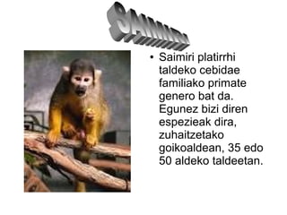 .
● Saimiri platirrhi
taldeko cebidae
familiako primate
genero bat da.
Egunez bizi diren
espezieak dira,
zuhaitzetako
goikoaldean, 35 edo
50 aldeko taldeetan.
 