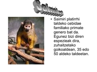 saimiri
● Saimiri platirrhi
taldeko cebidae
familiako primate
genero bat da.
Egunez bizi diren
espezieak dira,
zuhaitzetako
goikoaldean, 35 edo
50 aldeko taldeetan.
 