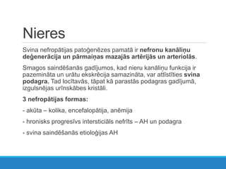 Nieres
Svina nefropātijas patoģenēzes pamatā ir nefronu kanāliņu
deģenerācija un pārmaiņas mazajās artērijās un arteriolās.
Smagos saindēšanās gadījumos, kad nieru kanāliņu funkcija ir
pazemināta un urātu ekskrēcija samazināta, var attīstīties svina
podagra. Tad locītavās, tāpat kā parastās podagras gadījumā,
izgulsnējas urīnskābes kristāli.
3 nefropātijas formas:
- akūta – kolika, encefalopātija, anēmija
- hronisks progresīvs intersticiāls nefrīts – AH un podagra
- svina saindēšanās etioloģijas AH
 