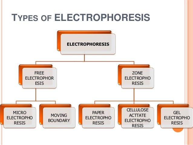 dna gel electrophoresis