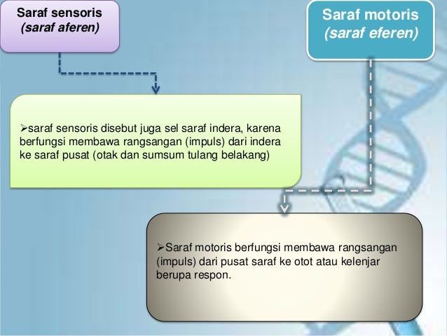 Sel Saraf Sensorik Disebut Juga Sel Saraf Indera Karena Sebutkan