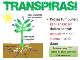 30
Tumbuhan akan ______
apabila air dalam tumbuhan
tidak mencukupi.
layu
 