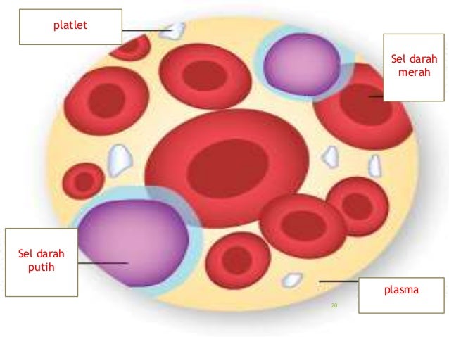 Sains chapter-2 ppt