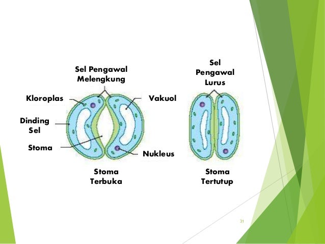 Coursework bank stomata 05 image