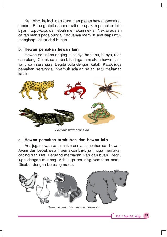 50 Gambar Ayam Kucing Bebek Cicak Burung Terbaik