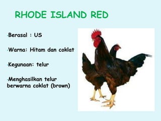RHODE ISLAND RED
•Berasal : US
•Warna: Hitam dan coklat
•Kegunaan: telur
•Menghasilkan telur
berwarna coklat (brown)
 