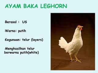 AYAM BAKA LEGHORN
•Berasal : US
•Warna: putih
•Kegunaan: telur (layers)
•Menghasilkan telur
berwarna putih(white)
 