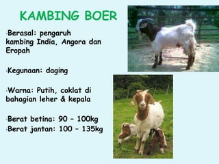 KAMBING BOER
•Berasal: pengaruh
kambing India, Angora dan
Eropah
•Kegunaan: daging
•Warna: Putih, coklat di
bahagian leher & kepala
•Berat betina: 90 – 100kg
•Berat jantan: 100 – 135kg
 