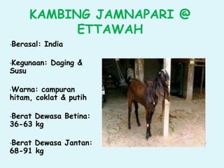 KAMBING JAMNAPARI @
ETTAWAH
•Berasal: India
•Kegunaan: Daging &
Susu
•Warna: campuran
hitam, coklat & putih
•Berat Dewasa Betina:
36-63 kg
•Berat Dewasa Jantan:
68-91 kg
 