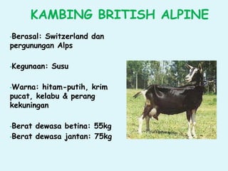 KAMBING BRITISH ALPINE
•Berasal: Switzerland dan
pergunungan Alps
•Kegunaan: Susu
•Warna: hitam-putih, krim
pucat, kelabu & perang
kekuningan
•Berat dewasa betina: 55kg
•Berat dewasa jantan: 75kg
 