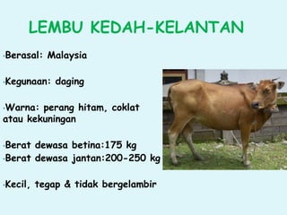LEMBU KEDAH-KELANTAN
•Berasal: Malaysia
•Kegunaan: daging
•Warna: perang hitam, coklat
atau kekuningan
•Berat dewasa betina:175 kg
•Berat dewasa jantan:200-250 kg
•Kecil, tegap & tidak bergelambir
 